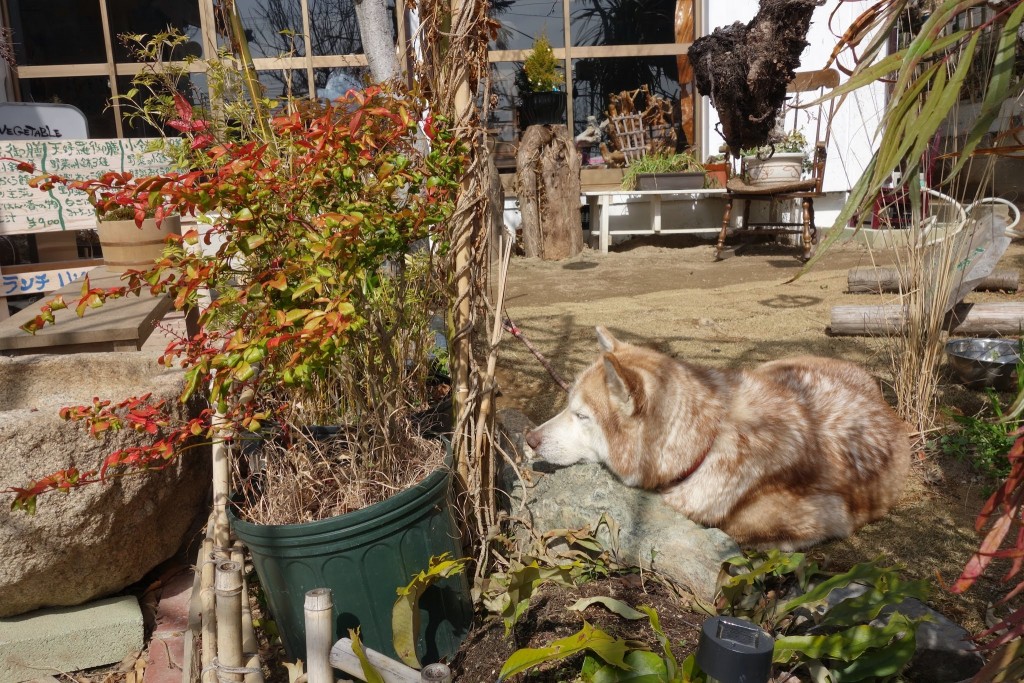グルーポンのいい活用例を見た!長田の山の上にあるベジタブルカフェ トトロ でランチってきた