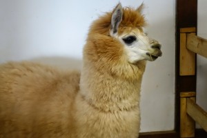 神戸どうぶつ王国は動物とふれあい放題！カピバラもハシビロコウもいるぞ！