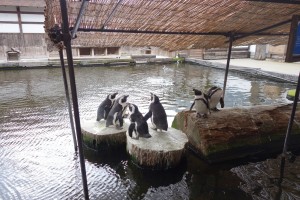 神戸どうぶつ王国は動物とふれあい放題！カピバラもハシビロコウもいるぞ！