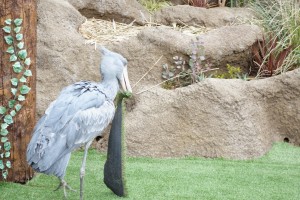 神戸どうぶつ王国は動物とふれあい放題！カピバラもハシビロコウもいるぞ！