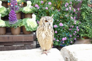 神戸どうぶつ王国は動物とふれあい放題！カピバラもハシビロコウもいるぞ！