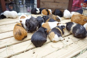 神戸どうぶつ王国は動物とふれあい放題！カピバラもハシビロコウもいるぞ！