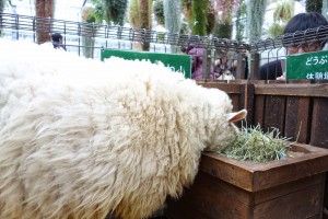 神戸どうぶつ王国は動物とふれあい放題！カピバラもハシビロコウもいるぞ！