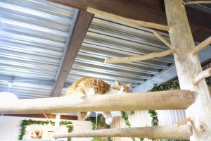 神戸どうぶつ王国は動物とふれあい放題！カピバラもハシビロコウもいるぞ！