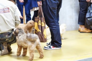神戸どうぶつ王国は動物とふれあい放題！カピバラもハシビロコウもいるぞ！