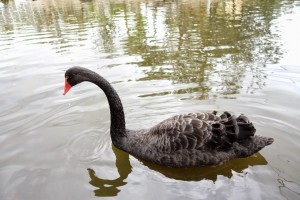 神戸どうぶつ王国は動物とふれあい放題！カピバラもハシビロコウもいるぞ！