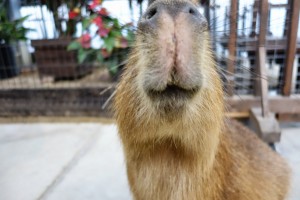 神戸どうぶつ王国は動物とふれあい放題！カピバラもハシビロコウもいるぞ！