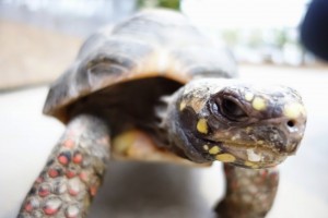 神戸どうぶつ王国は動物とふれあい放題！カピバラもハシビロコウもいるぞ！